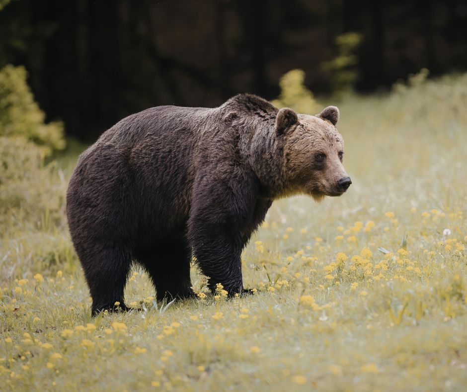 Grizzly Bear Relocated After Cattle Depredation in Park&nbsp;County