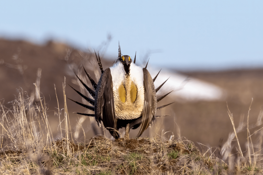 Spring Spectacle in Wyoming: How to Watch Sage&nbsp;Grouse