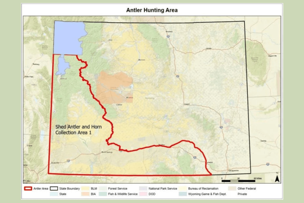 Wyoming Shed Antler Season Opens May 1 for Residents in Collection Area 1, Nonresidents Begin May&nbsp;8