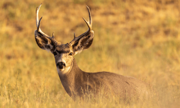 Wyoming Game and Fish Works to Revive Critical Mule Deer Habitat Through Mountain Mahogany&nbsp;Restoration
