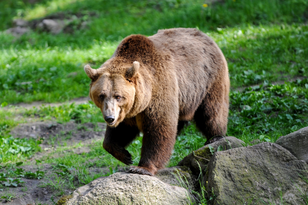 Wyoming Game and Fish Relocates Grizzly Bear Following Cattle Depredation in Sublette&nbsp;County