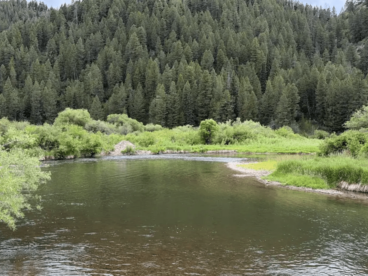 Wyoming Game and Fish Investigates Widespread Fish Deaths in Salt&nbsp;River