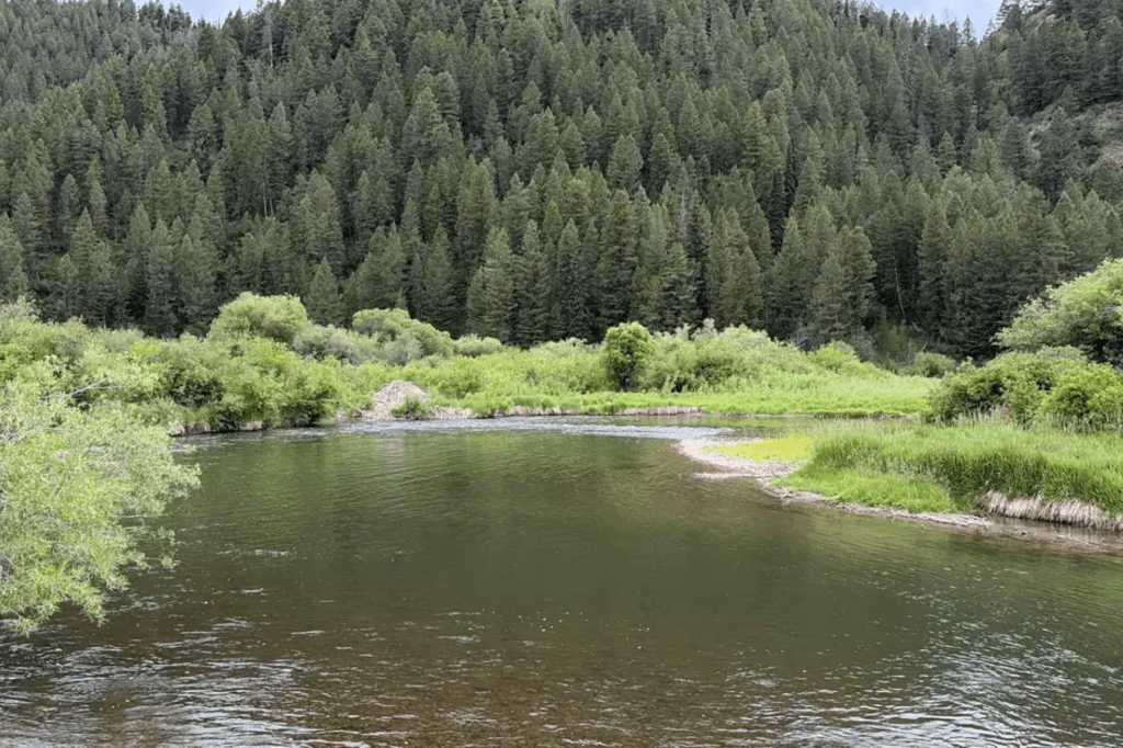 Wyoming Game and Fish Investigates Widespread Fish Deaths in Salt&nbsp;River
