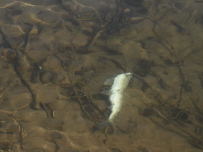 WY Game and Fish Identifies Disease as Cause of Salt River Fish&nbsp;Die-Off