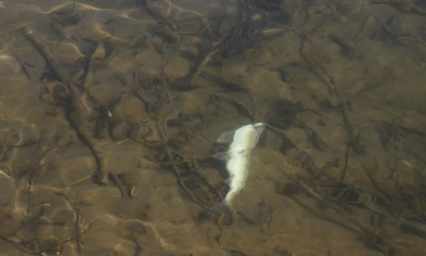 WY Game and Fish Identifies Disease as Cause of Salt River Fish&nbsp;Die-Off
