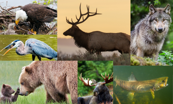 Capture Wyoming’s Wild Beauty: Photo Contest Offers $600 Grand&nbsp;Prize